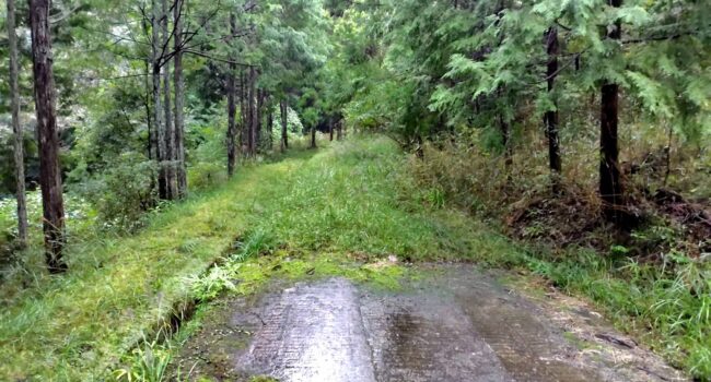 20251016炭焼き事業 (8)